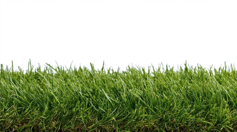 Low strip of freshly cut green lawn grass against white background