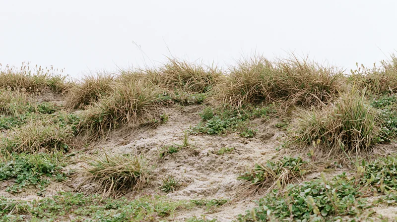 Sandy dune with sparse dry grass and green shrubs along the coastline