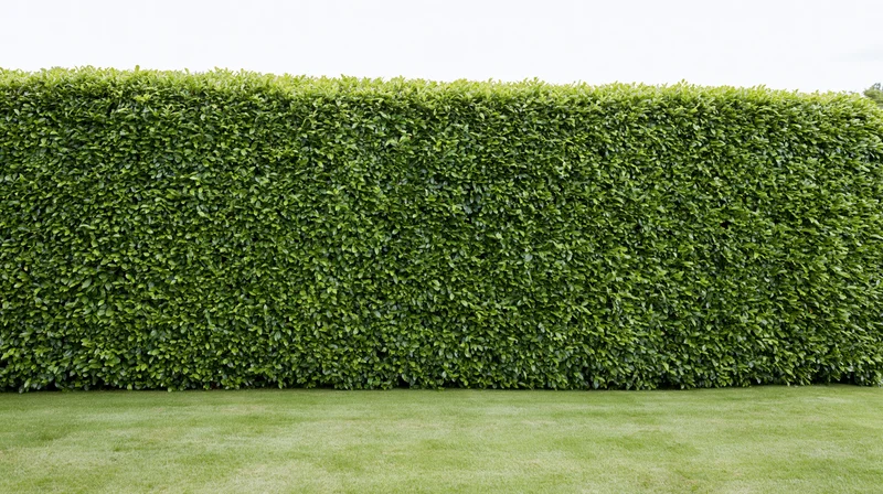 Tall neatly trimmed green hedge along a mowed lawn in a formal garden setting