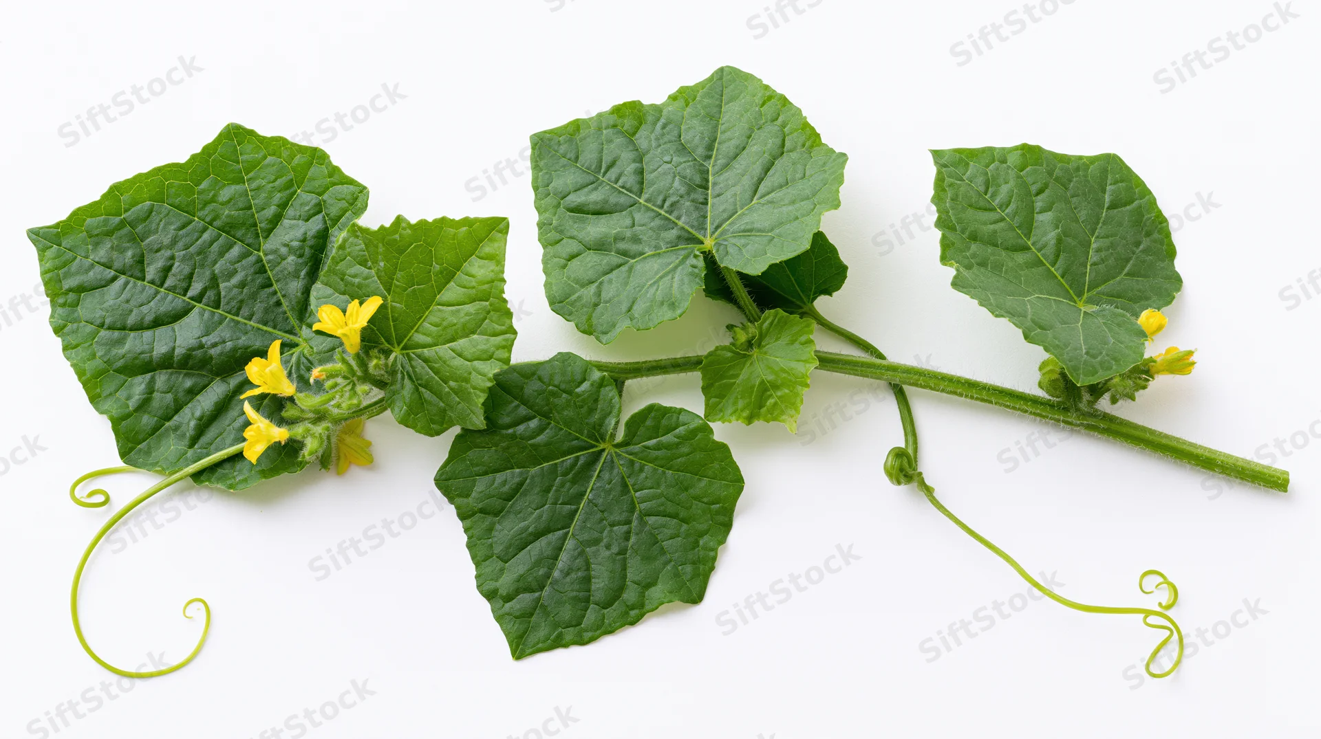 Cucumber vine branch with green leaves and yellow flowers on white background