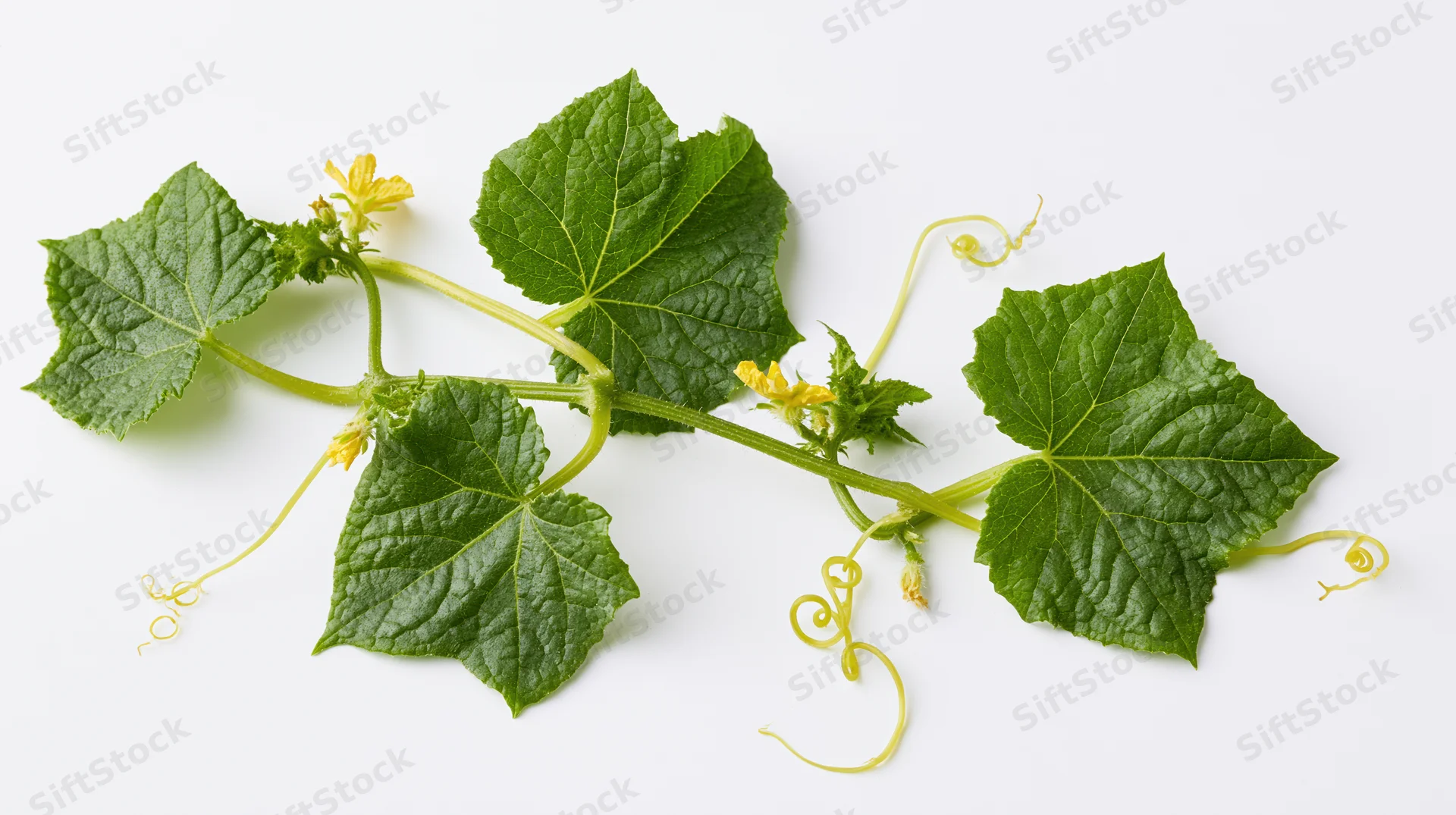 Cucumber vine with leaves, flowers and tendrils laid flat on white background