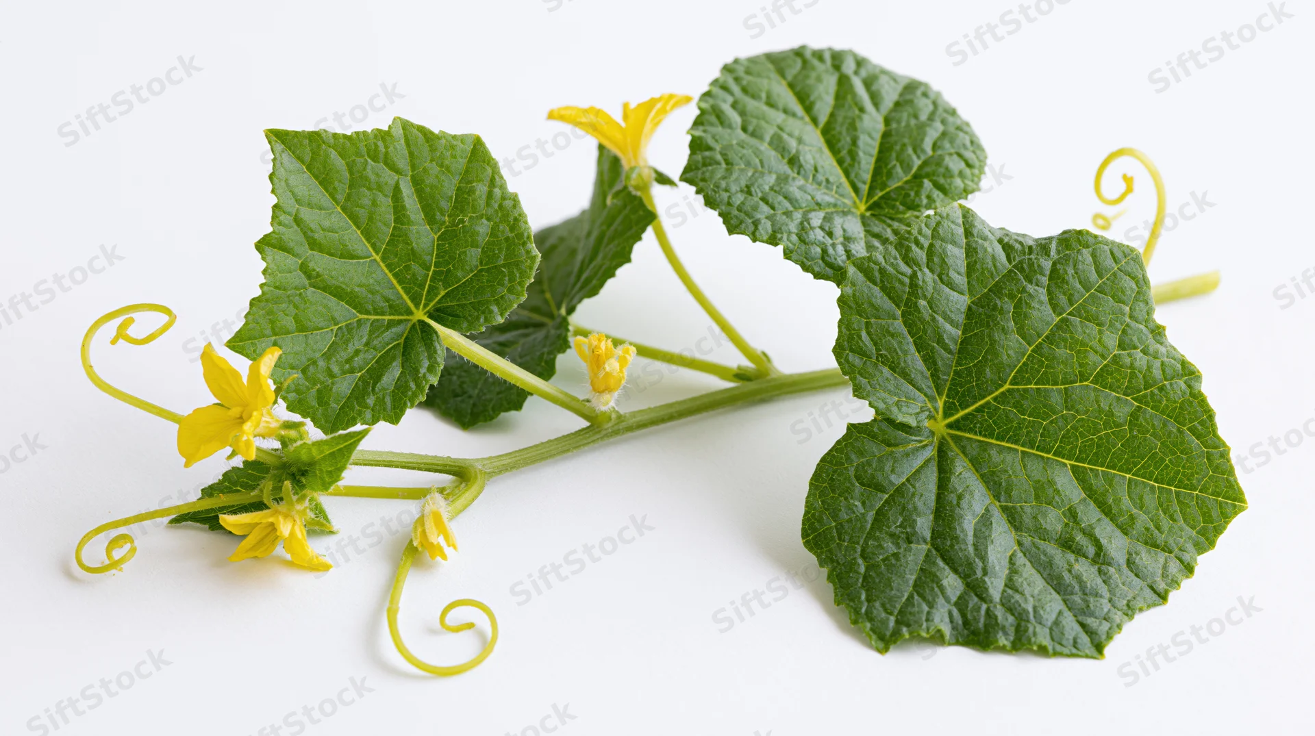 Cucumber vine with leaves and yellow flowers laid flat on white background