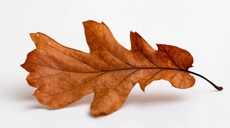 Dried oak leaf lying flat on white surface with curled edges and visible veins