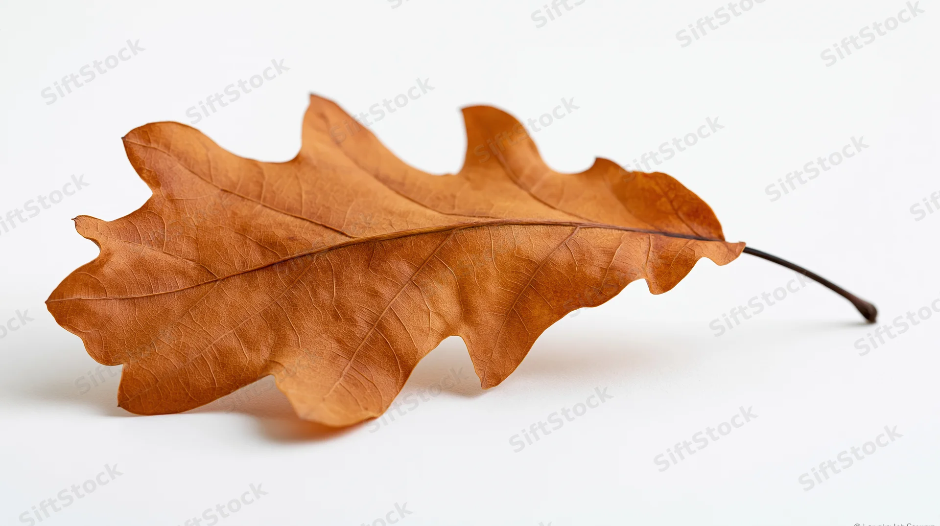 Dried oak leaf lying flat on white surface with curled edges