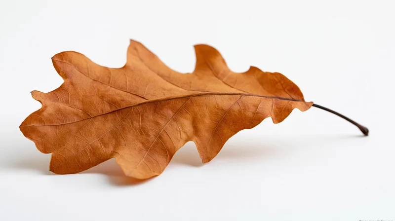 Dried oak leaf lying flat on white surface with curled edges