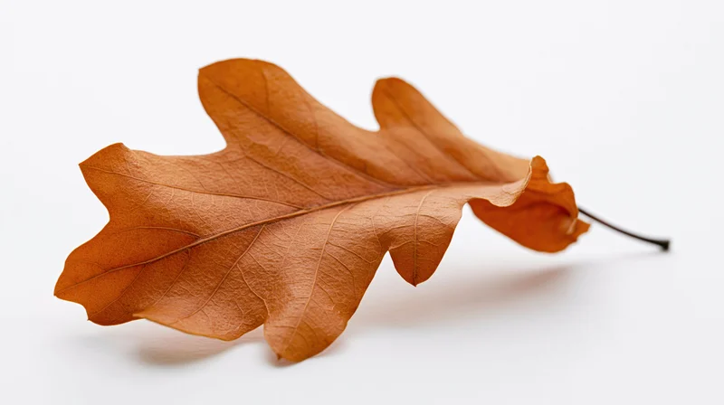 Dried oak leaf lying flat on white surface with curled edges
