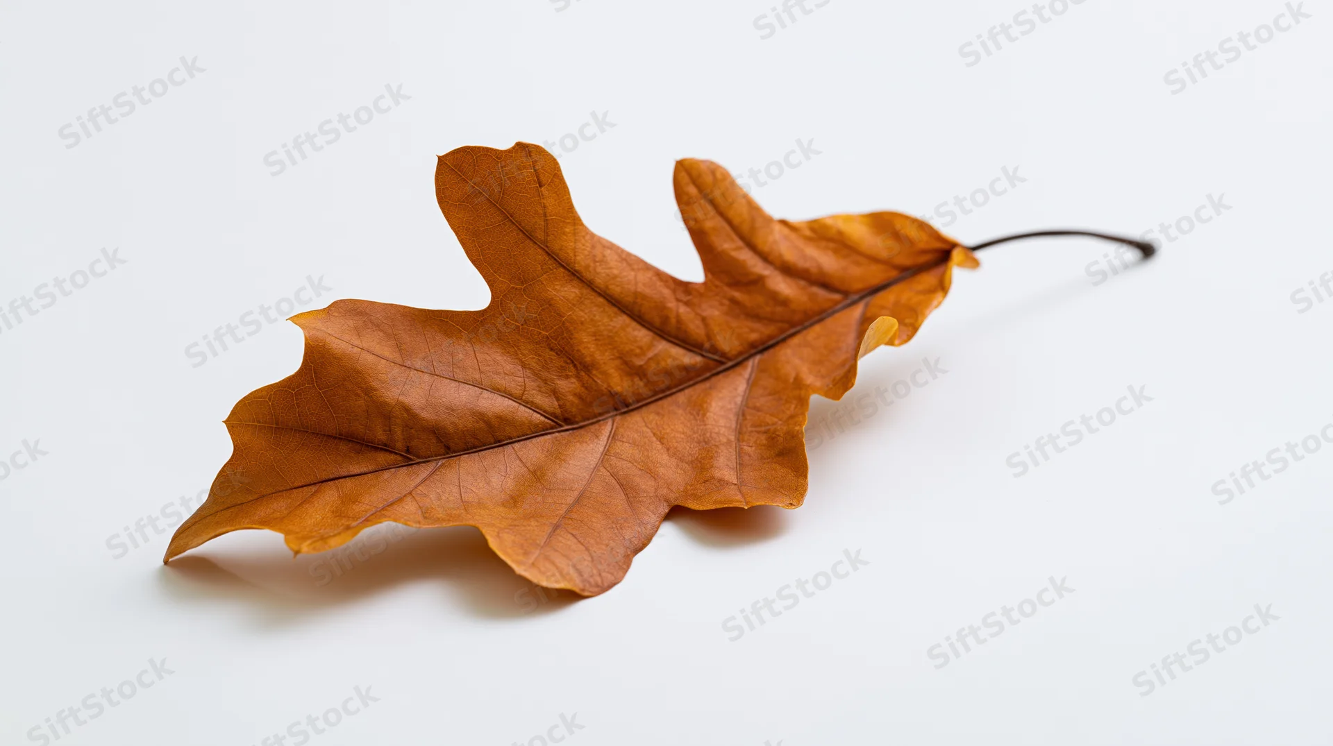Dried oak leaf lying flat on white surface with curled edges