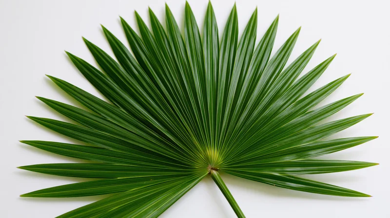 Fan palm leaf laid flat on white background