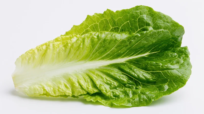 Fresh romaine lettuce leaf isolated on white background