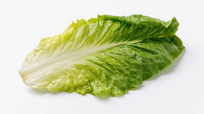 Single fresh romaine lettuce leaf on white background