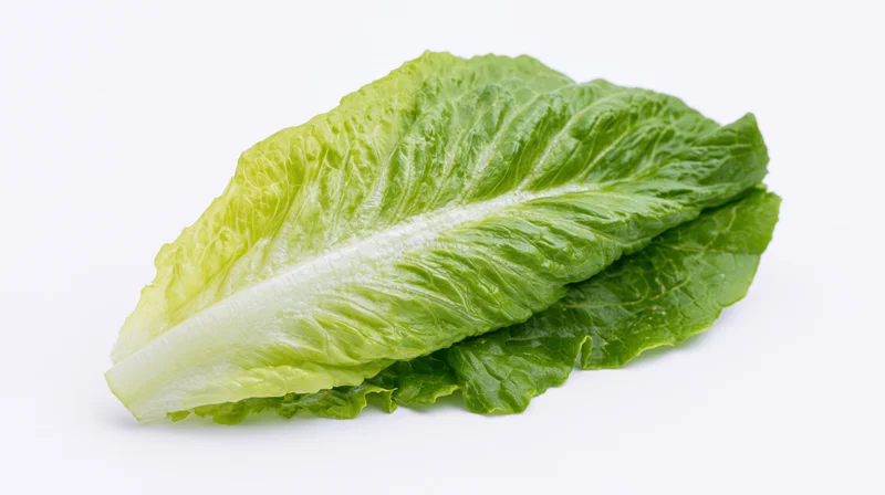 Fresh romaine lettuce leaf isolated on white background