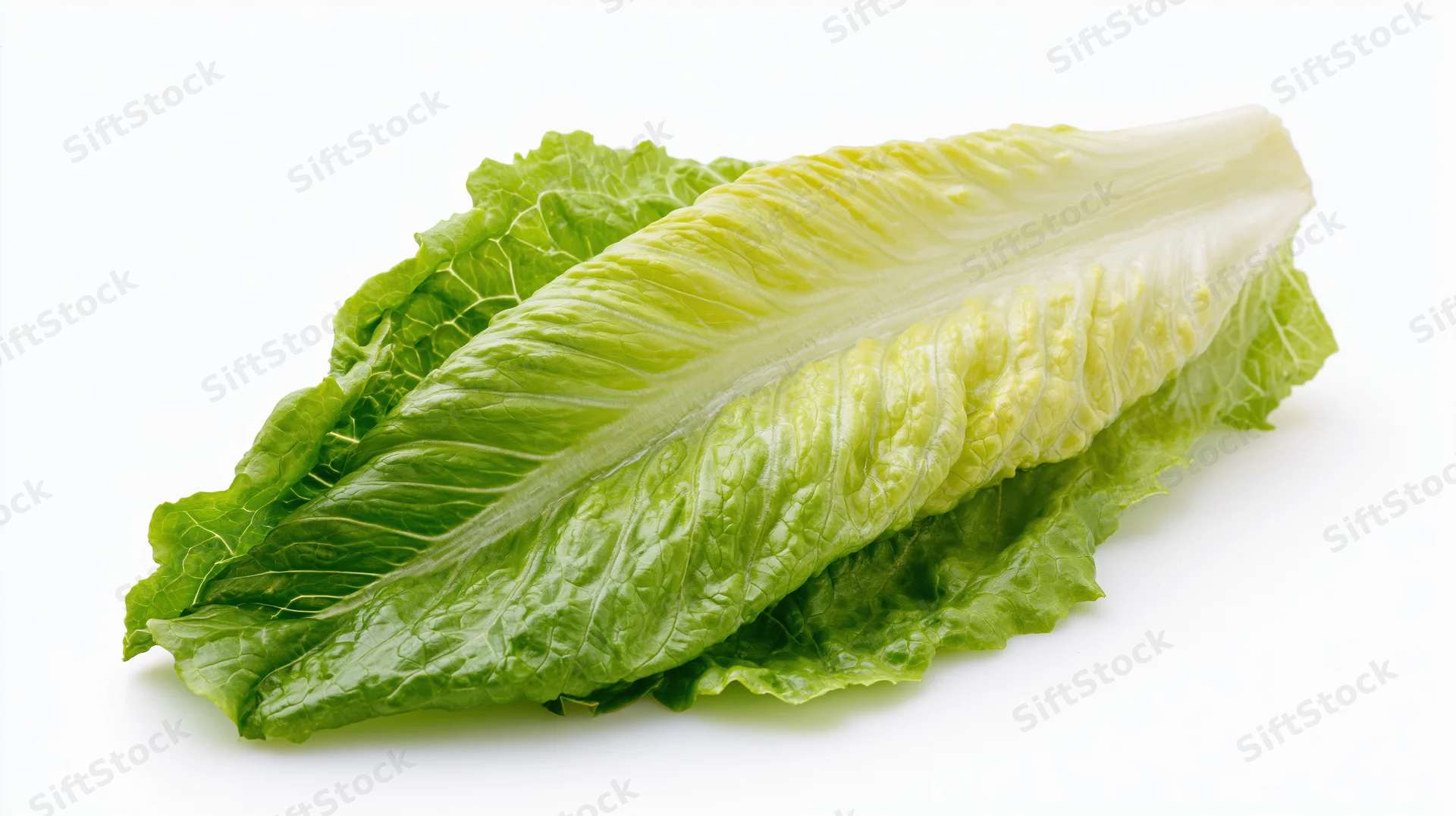 Fresh romaine lettuce leaf isolated on white background