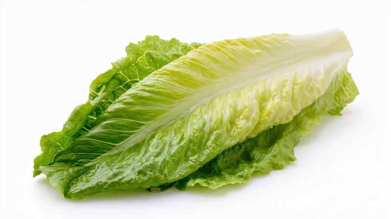 Fresh romaine lettuce leaf isolated on white background
