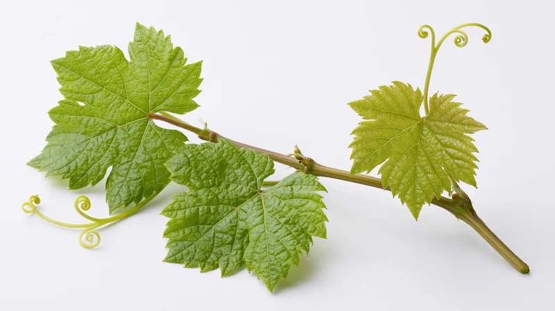 Grapevine cutting with green leaves and tendrils on white background
