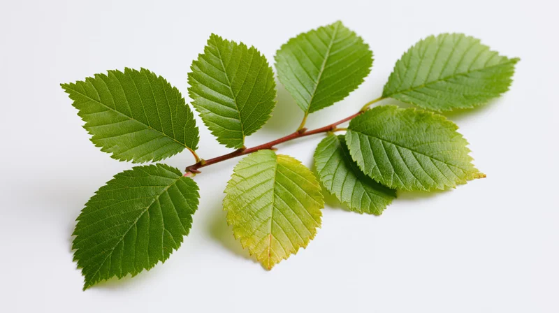 A leafy branch with serrated green leaves on a white background