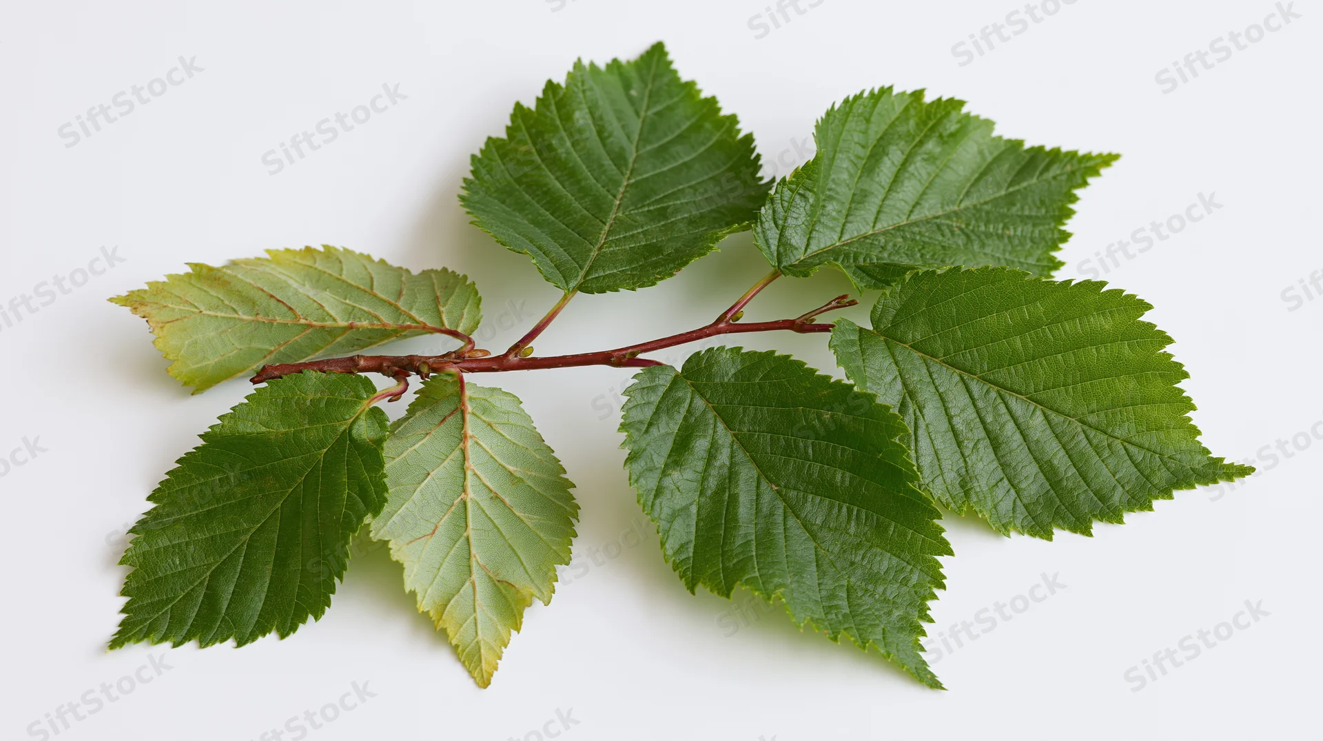 A hazel or elm branch with serrated green leaves on a white background