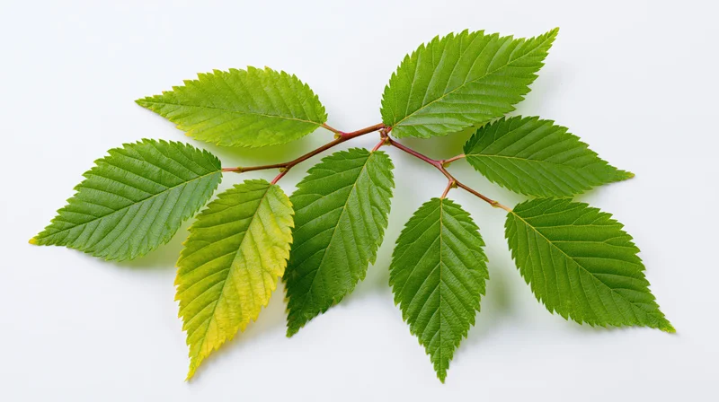 A leafy branch with serrated green leaves on a white background