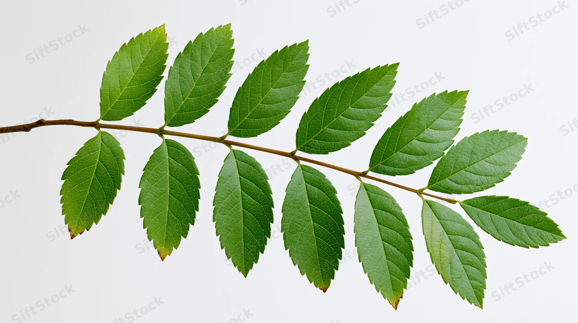 A single leafy tree branch with oval serrated green leaves on a white background