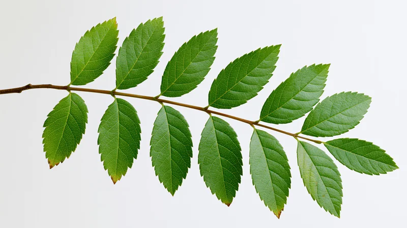 A single leafy tree branch with oval serrated green leaves on a white background