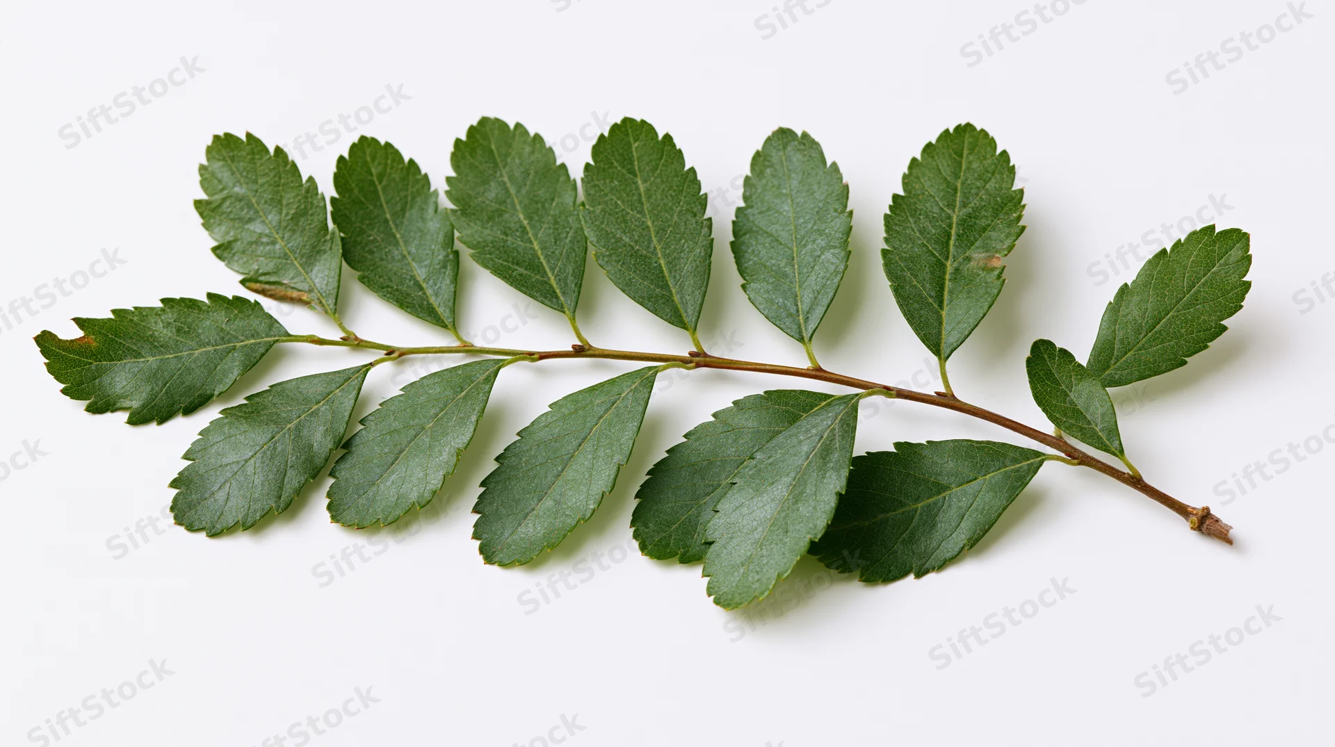 A leafy tree branch with oval serrated green leaves on a white background