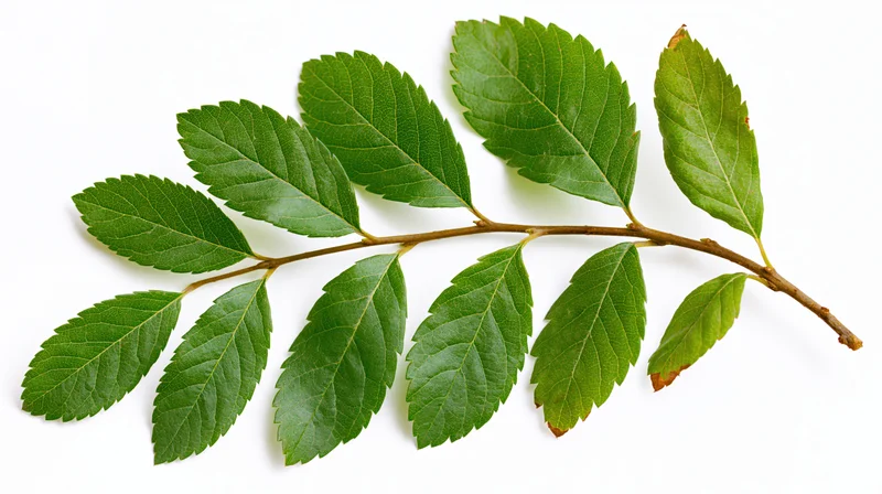 A leafy tree branch with serrated green oval leaves isolated on white