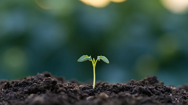 Small green seedling emerging from dark soil in a garden setting