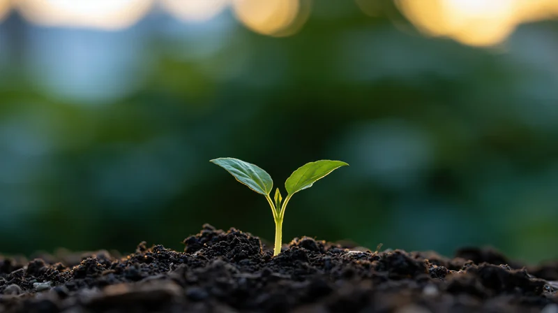 Small green seedling emerging from dark soil with blurred natural background