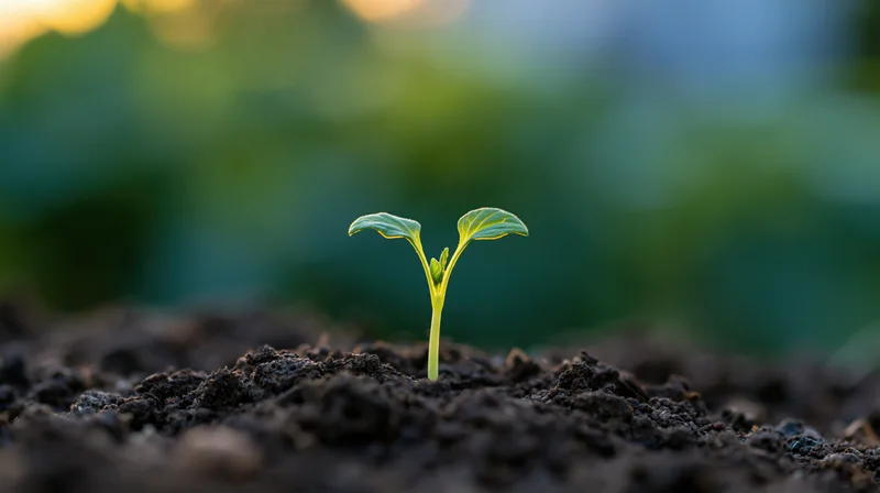 Small green seedling emerging from dark soil in a garden at dawn