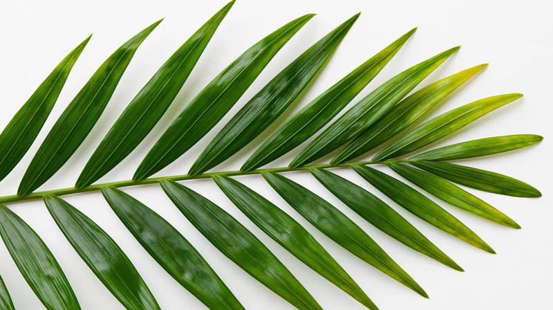 Tropical palm frond laid flat on white background