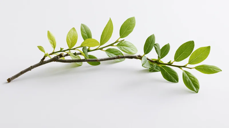 A slender woody branch with fresh green oval leaves arranged horizontally on a white surface