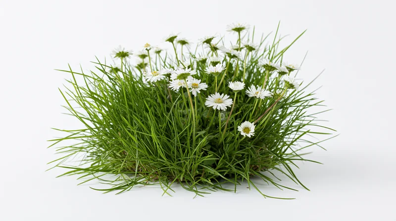 A clump of green grass with white daisy wildflowers growing in a dense cluster on a plain white surface