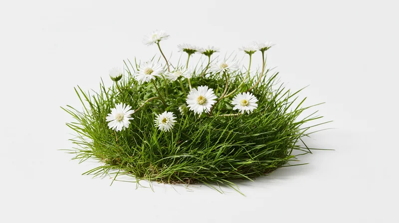 Clump of green grass with white daisy wildflowers on white background
