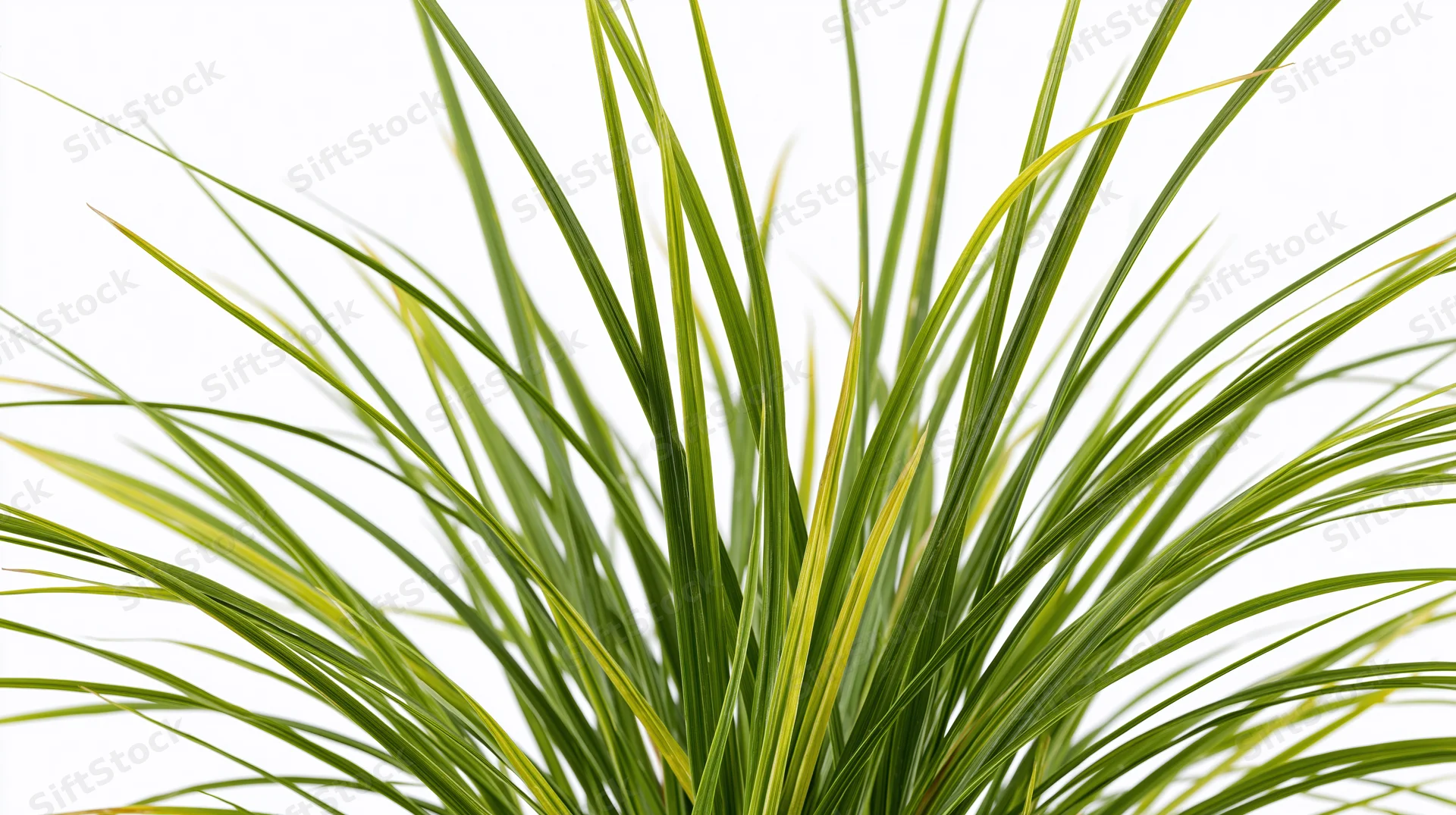 Closeup of ornamental grass blades with green and yellow variegation against white background