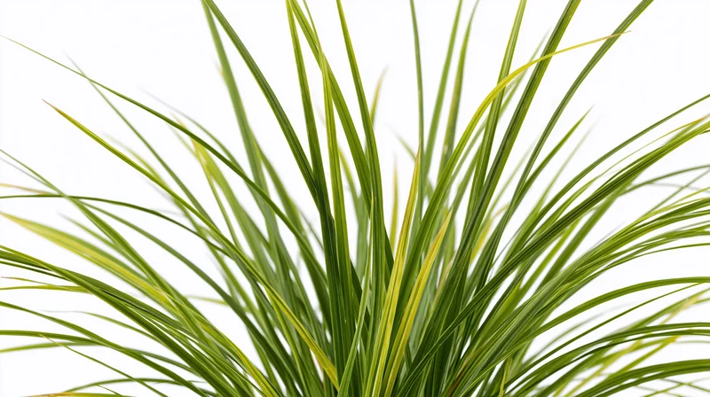Closeup of ornamental grass blades with green and yellow variegation against white background