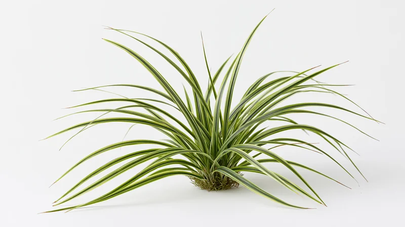 Small clump of wild grass with long slender blades spread out on white background