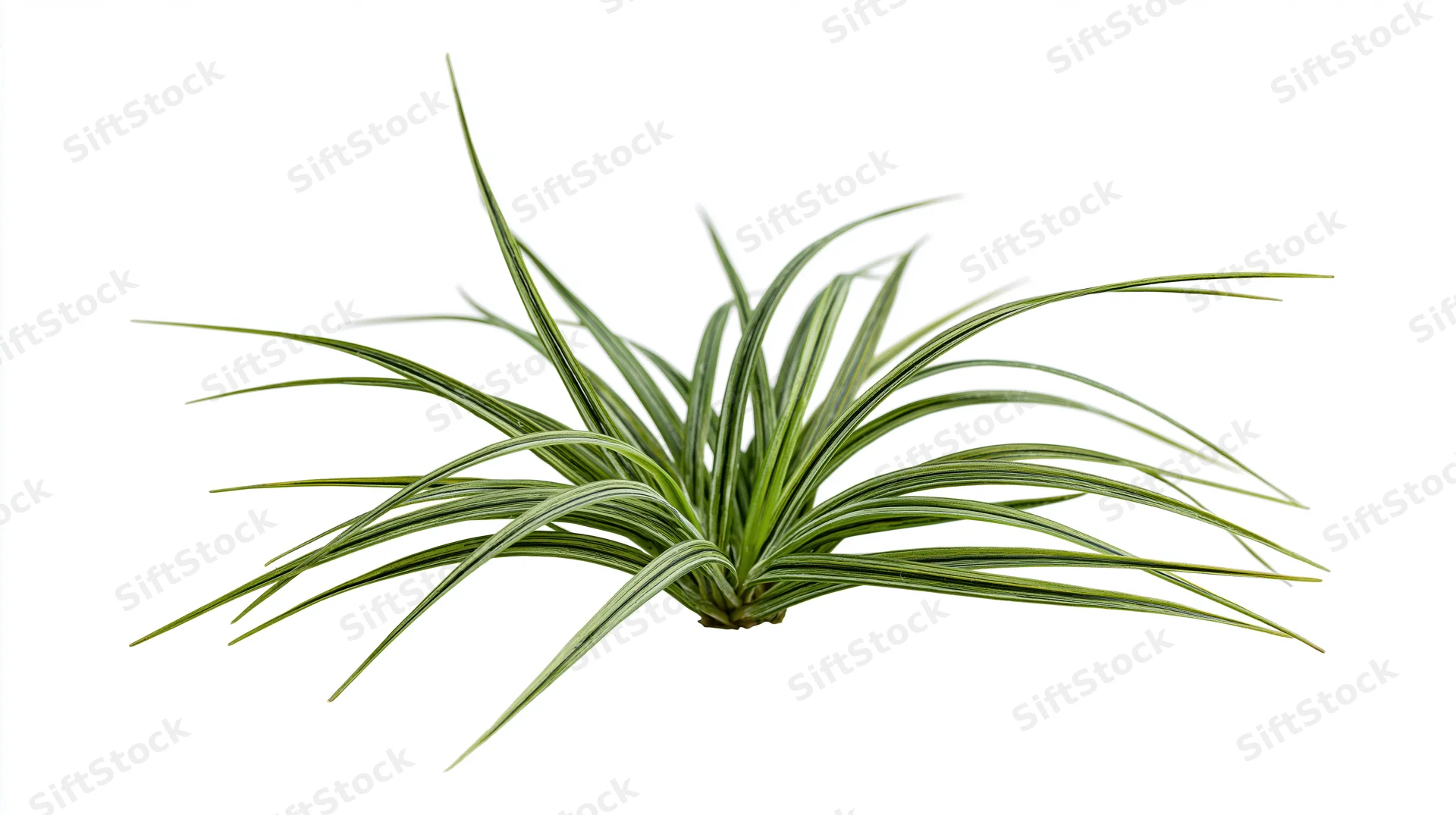 Small clump of wild grass with long slender blades isolated on white background