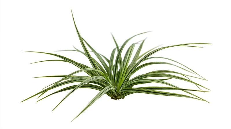 Small clump of wild grass with long slender blades isolated on white background