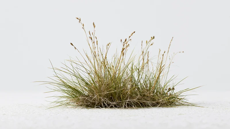Small clump of wild grass with thin blades and seed heads on white surface