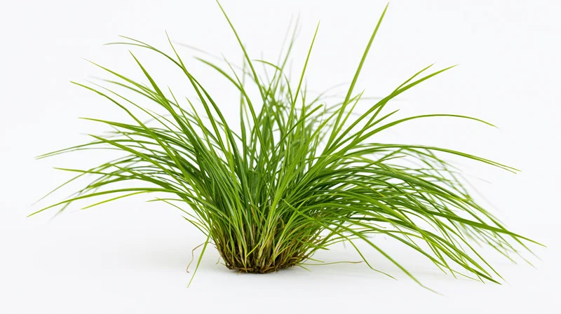 Small clump of wild green grass with long blades spreading on white background