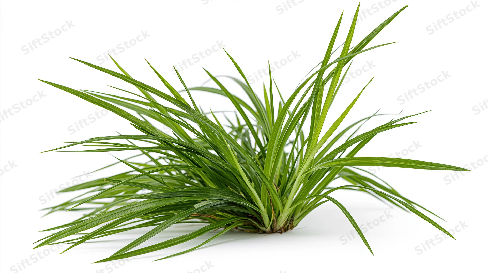 Small clump of wild green grass with long blades spreading on white background