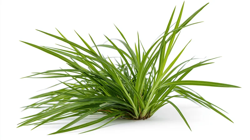 Small clump of wild green grass with long blades spreading on white background