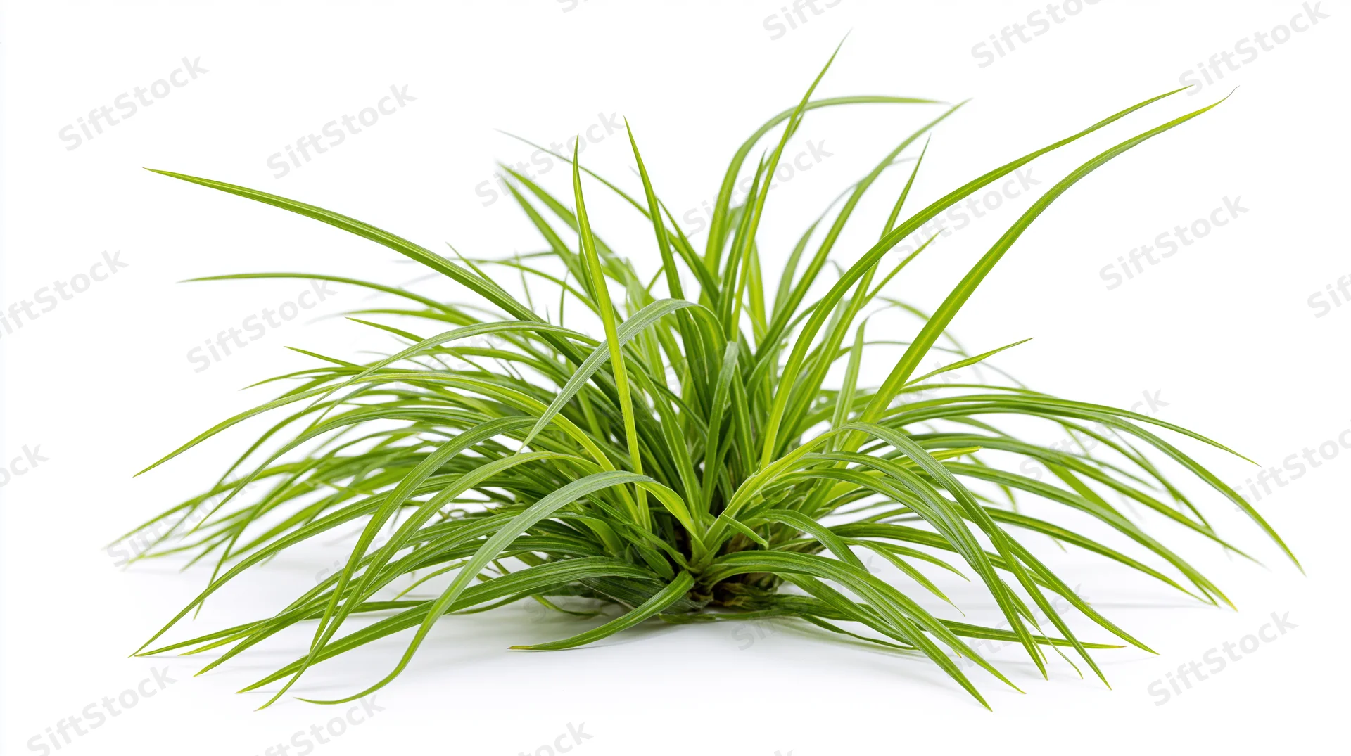 Small clump of wild green grass with long blades spreading on white background