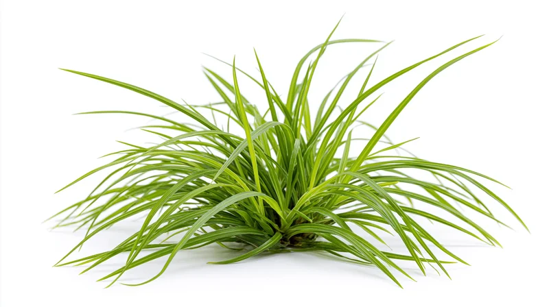 Small clump of wild green grass with long blades spreading on white background
