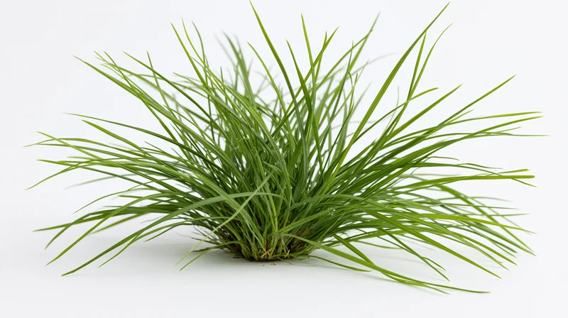 A clump of wild green grass with long blades spreading on a white background