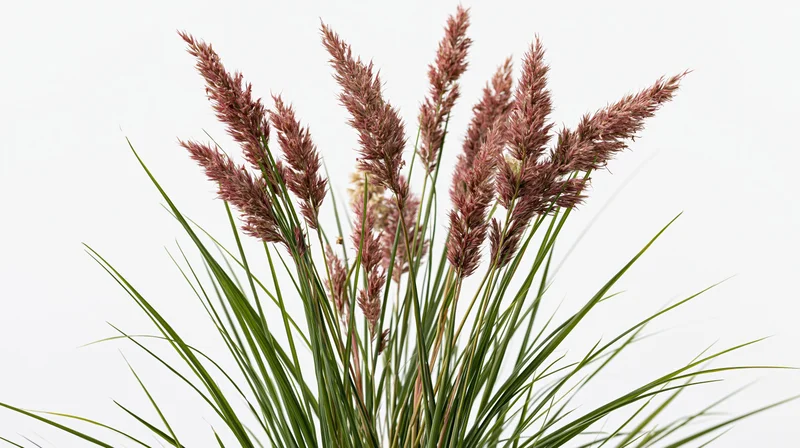 Cluster of wild meadow grass with tall feathery seedheads against white background