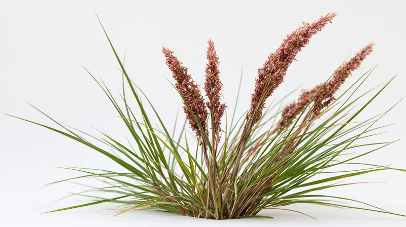 Cluster of wild meadow grass with feathery purple seed heads on white background