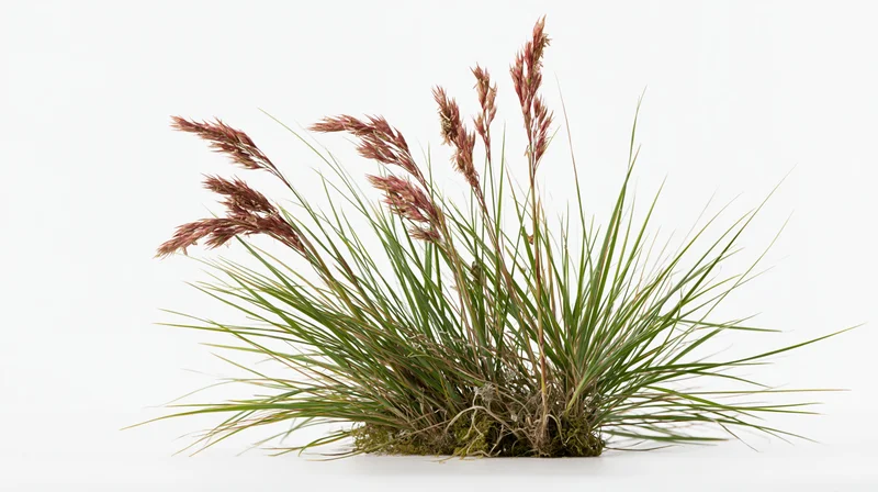 A cluster of wild meadow grass with feathery seed heads on a white background