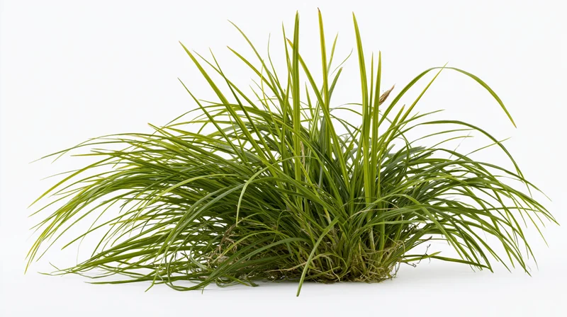 Dense clump of long wild grass with green blades and roots on white background
