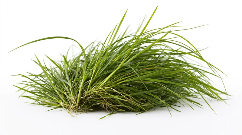 A clump of long wild grass with visible roots and blades, isolated on white background