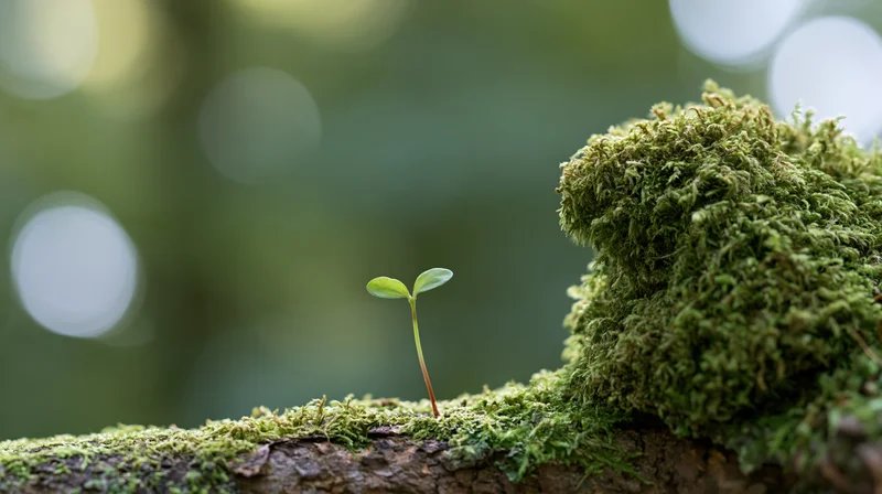 Small green seedling sprouting from moss-covered log in forest setting